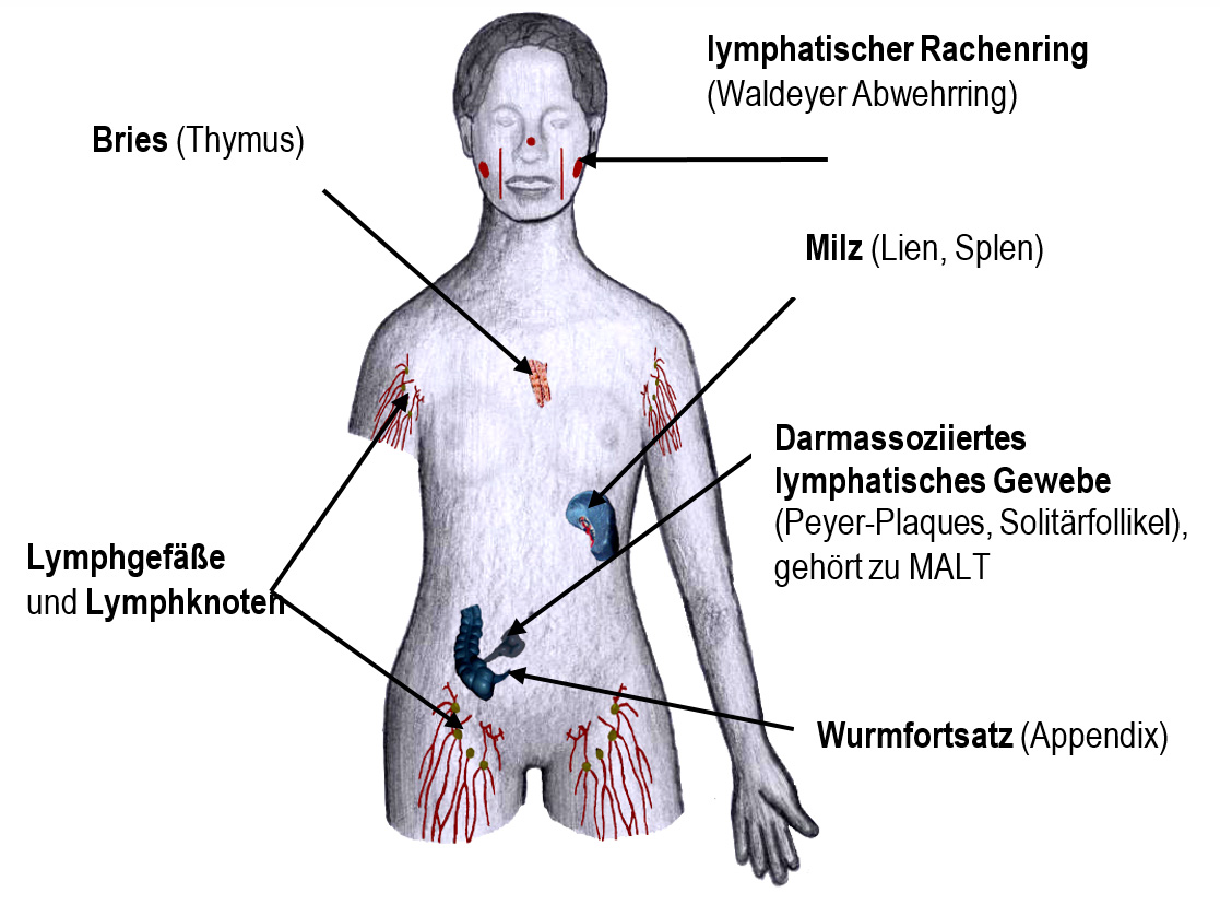 Übersicht über die Gesamtheit des lymphatischen Systenms - Ein Lehrheftbild der Naturheilschule Isolde Richter: 