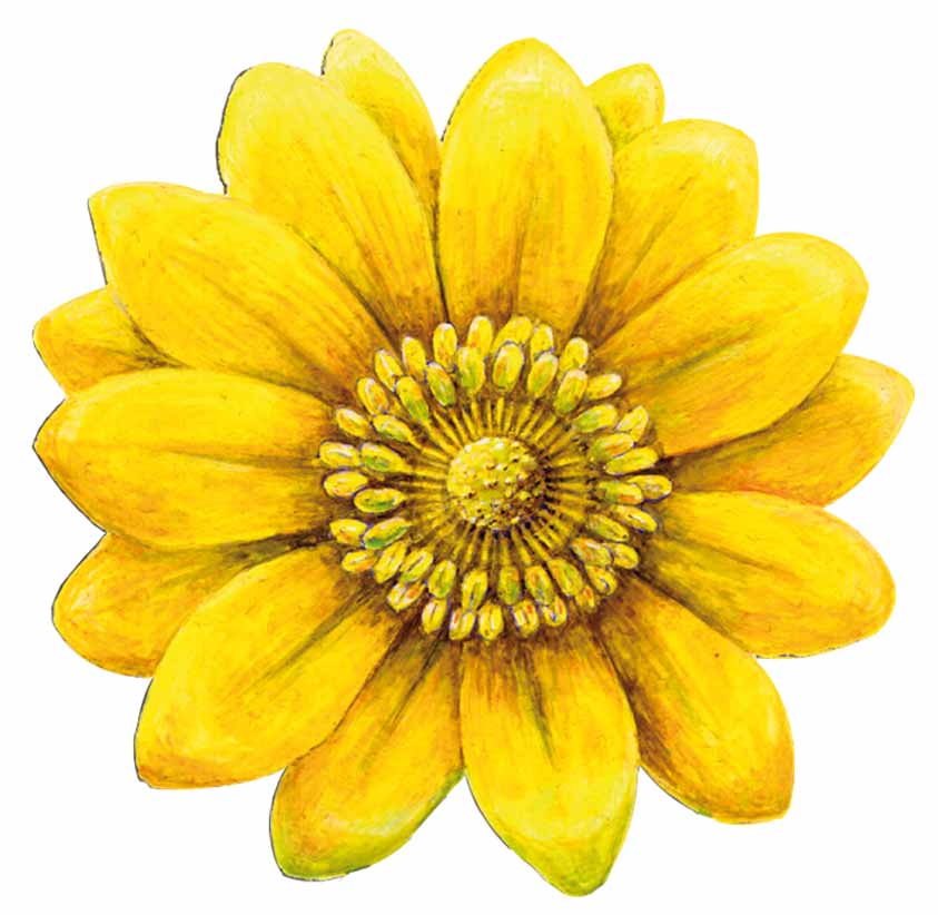 Adonispflanze, Logo der Naturheilschule Isolde Richter - Ein Lehrheftbild der Naturheilschule Isolde Richter: 