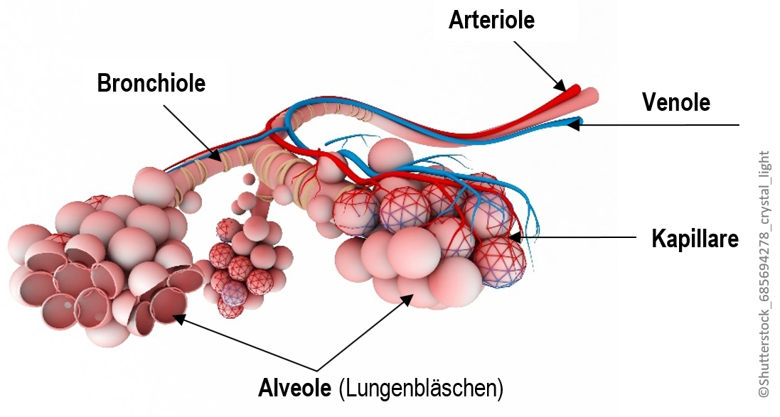 Alveolen - Ein Lehrheftbild der Naturheilschule Isolde Richter: 