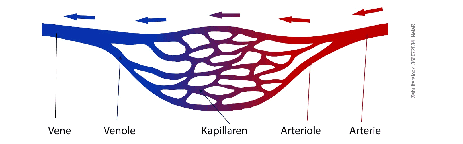 Schematische Darstellung von Arterie, Arteriole, Kapillare, Venole und Vene - Ein Lehrheftbild der Naturheilschule Isolde Richter: 