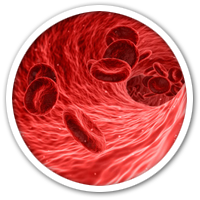 Lehrheftbild: Blut