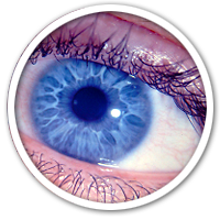 Lehrheftbild: Auge